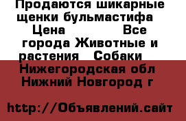 Продаются шикарные щенки бульмастифа › Цена ­ 45 000 - Все города Животные и растения » Собаки   . Нижегородская обл.,Нижний Новгород г.